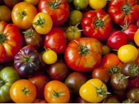 Tomate Ancienne en mélange - Les 2 kilos